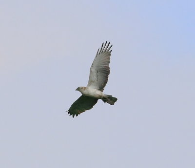 Short-toed Eagle(Circaetus gallicus)