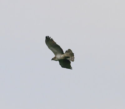 Short-toed Eagle(Circaetus gallicus)