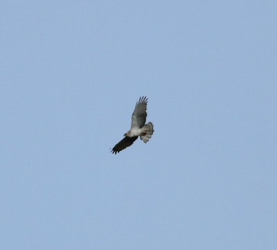 Short-toed Eagle(Circaetus gallicus)