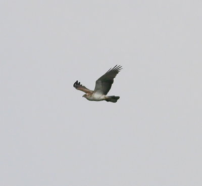 Short-toed Eagle(Circaetus gallicus)