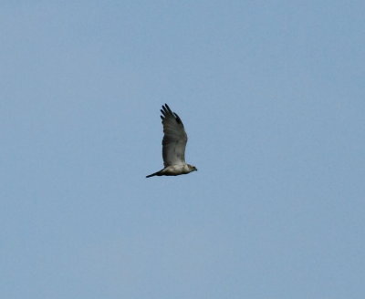 Short-toed Eagle(Circaetus gallicus)