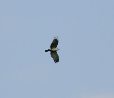 short-toed_eagle