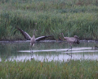 Crane (Grus grus)