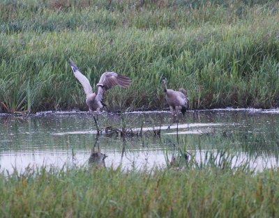 Crane (Grus grus)