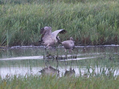 Crane (Grus grus)