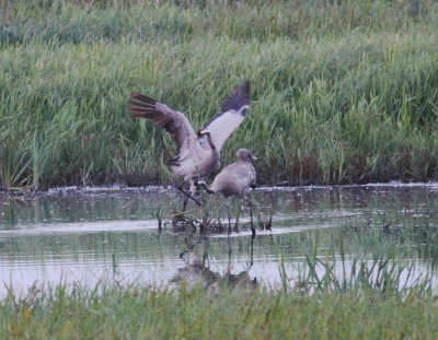 Crane (Grus grus)