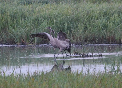 Crane (Grus grus)