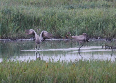 Crane (Grus grus)