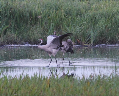 Crane (Grus grus)