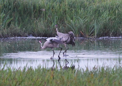 Crane (Grus grus)