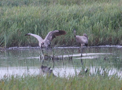 Crane (Grus grus)