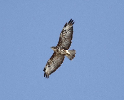Buzzard.(Buteo buteo)