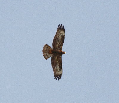 Honey Buzzard (Pernis apivorus)