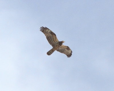 Honey Buzzard (Pernis apivorus)