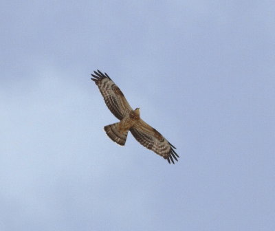 Honey Buzzard (Pernis apivorus)