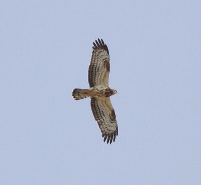 Honey Buzzard (Pernis apivorus)