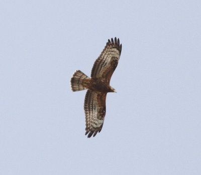 Honey Buzzard (Pernis apivorus)