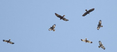 Honey Buzzard (Pernis apivorus)/Marsh Harreir (Circus aeruginosus)