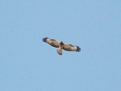 Honey Buzzard (Pernis apivorus)