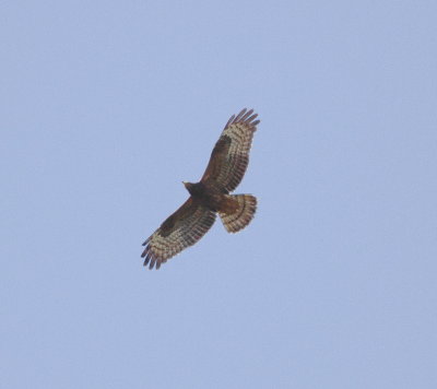Honey Buzzard (Pernis apivorus)