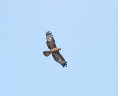 Honey Buzzard (Pernis apivorus)