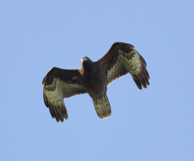 Honey Buzzard (Pernis apivorus)