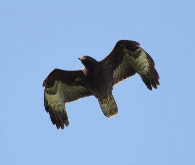 Honey Buzzard (Pernis apivorus)