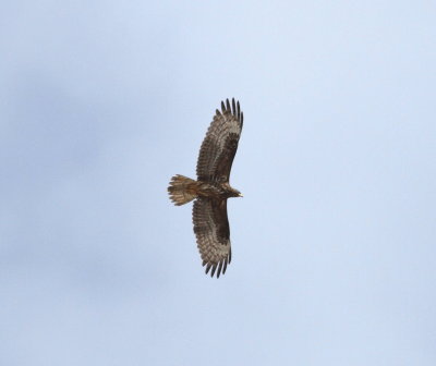 Honey Buzzard (Pernis apivorus)