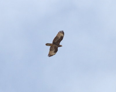 Honey Buzzard (Pernis apivorus)