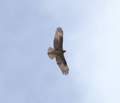 Honey Buzzard (Pernis apivorus)