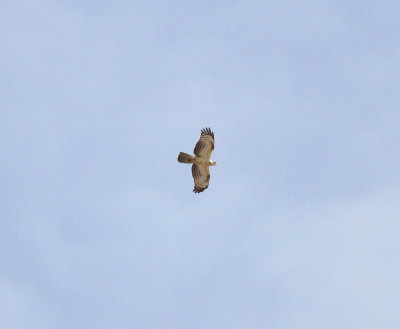 Honey Buzzard (Pernis apivorus)