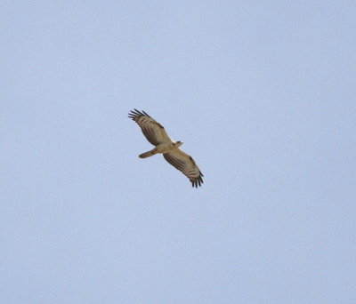 Honey Buzzard (Pernis apivorus)