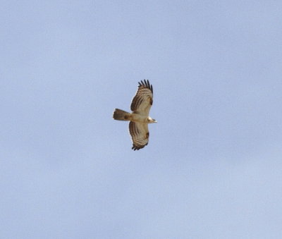 Honey Buzzard (Pernis apivorus)