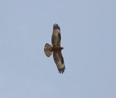 Honey Buzzard (Pernis apivorus)