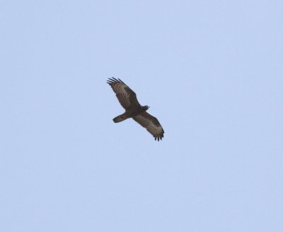Honey Buzzard (Pernis apivorus)