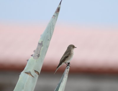 Spotted Flycatcher (Muscicapa striata)