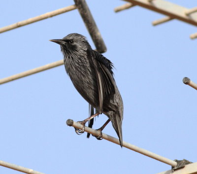 Spotless Starling (Sturnus unicolor)