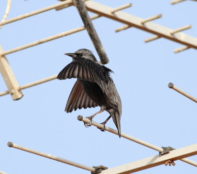 Spotless Starling (Sturnus unicolor)
