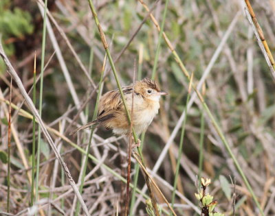 Fan-tailed Warbler (Cisticola juncidis)