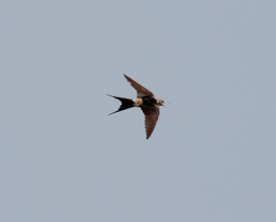 Red-rumped Swallow (Cercropis daurica)
