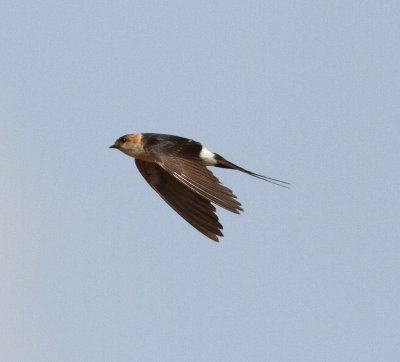 Red-rumped Swallow (Cercropis daurica)