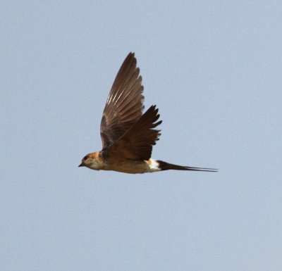 Red-rumped Swallow (Cercropis daurica)