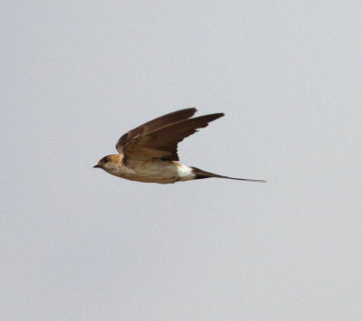 Red-rumped Swallow (Cercropis daurica)