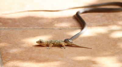 ghecko and snake.