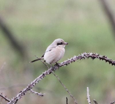 steppe_grey_shrike