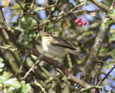 Arctic Warbler (Phylloscopus borealis)