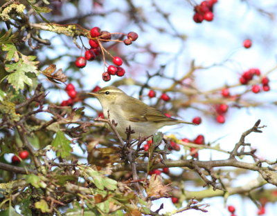 Arctic Warbler (Phylloscopus borealis)