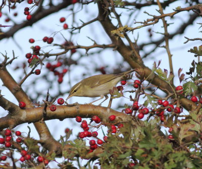 Arctic Warbler (Phylloscopus borealis)