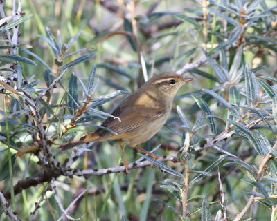 raddes_warbler