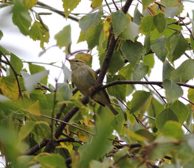 Yellow-browed Warbler  (Phylloscopus inornatus).jpg